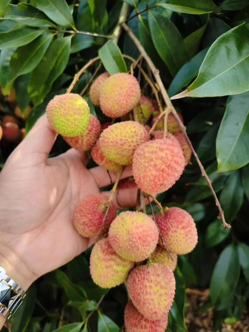 广东茂名荔枝妃子笑5月中旬，产地直销，品质优选