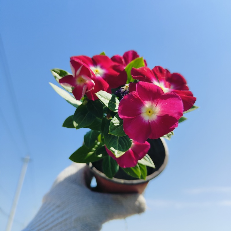 进口多色长春花盆栽，坤盛花卉市场价格批发