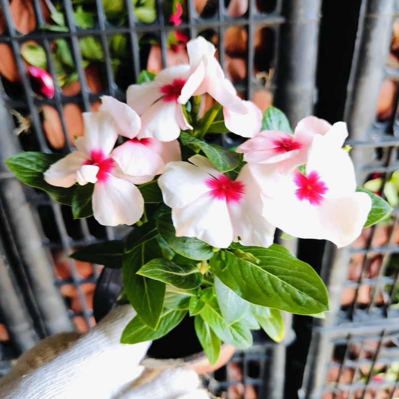 进口多色长春花盆栽，坤盛花卉市场价格批发