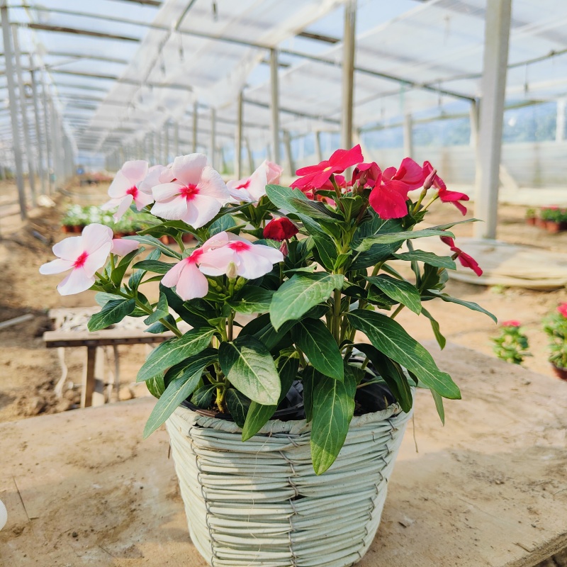 进口多色长春花盆栽，坤盛花卉市场价格批发