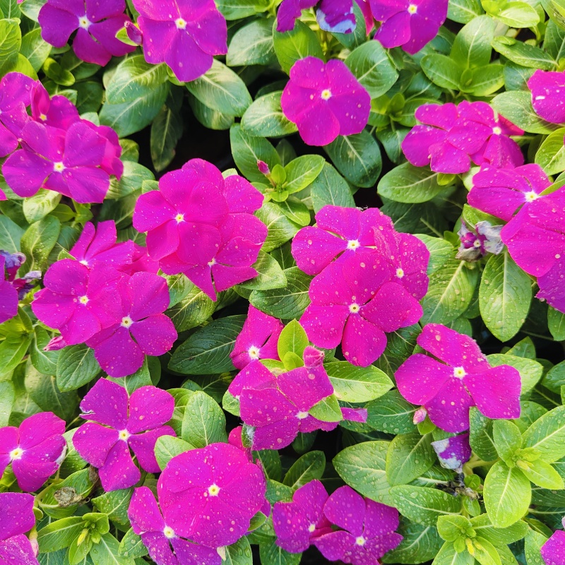 进口多色长春花盆栽，坤盛花卉市场价格批发
