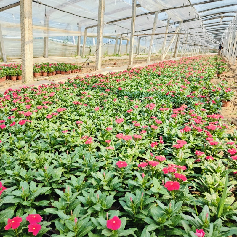 进口多色长春花盆栽，坤盛花卉市场价格批发