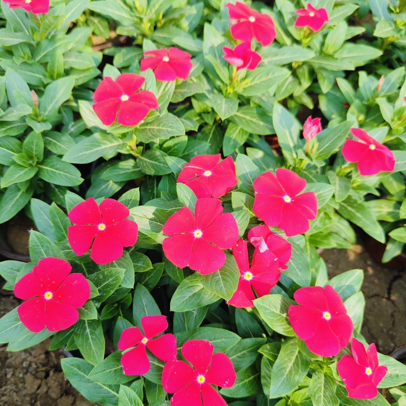 进口多色长春花盆栽，坤盛花卉市场价格批发