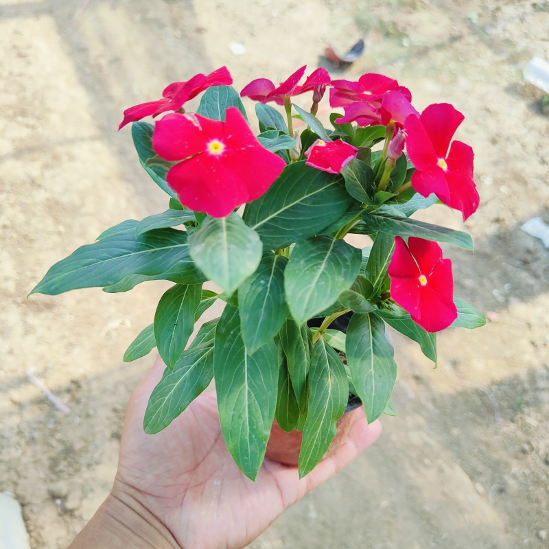 进口多色长春花盆栽，坤盛花卉市场价格批发