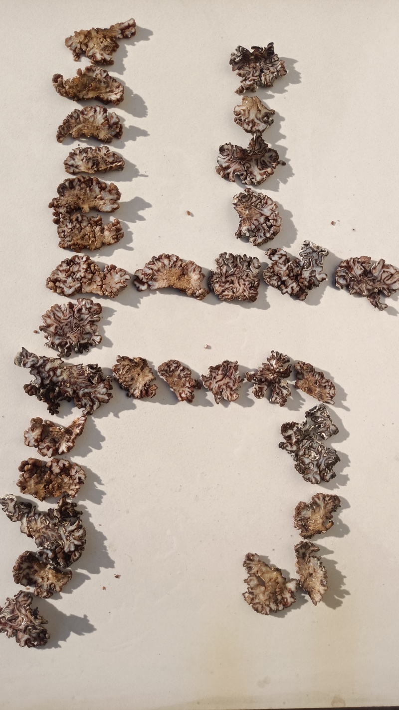 核桃菌片，猴脑菌片玛卡菌片玛咖菌菌片规格大个头核桃菌菌片