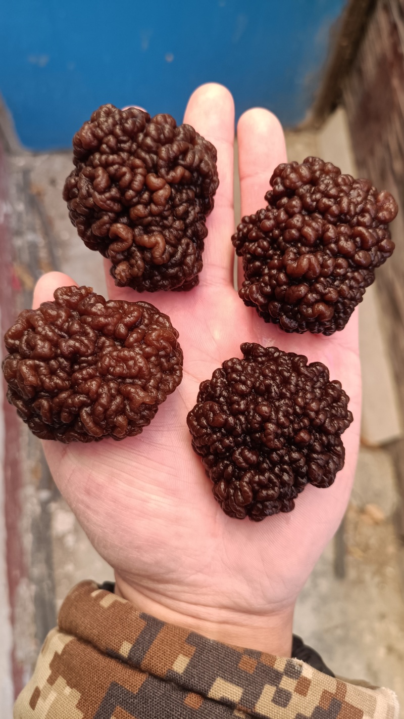核桃菌片，猴脑菌片玛卡菌片玛咖菌菌片规格大个头核桃菌菌片