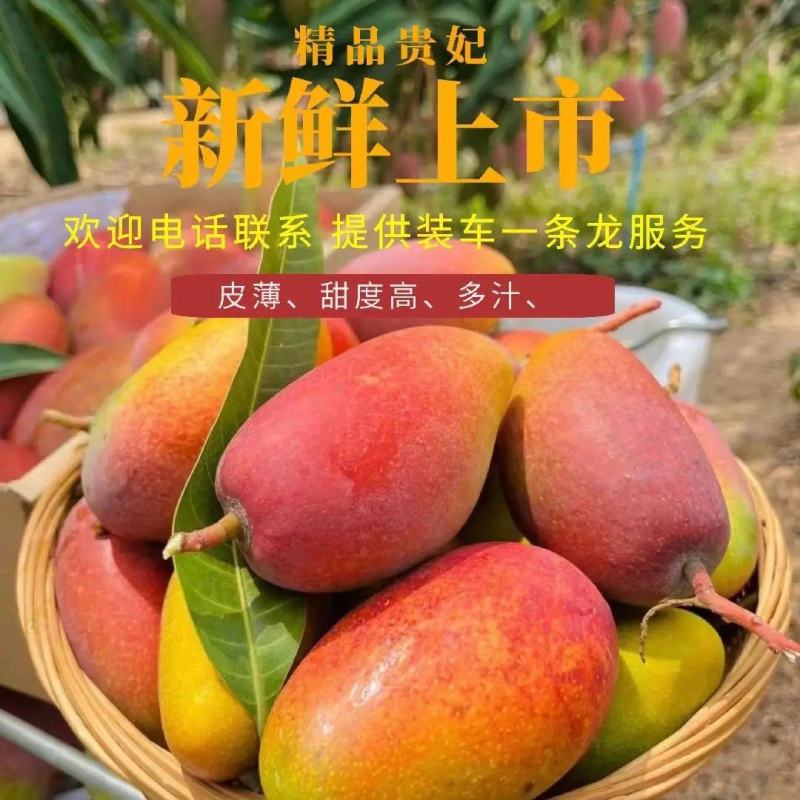海南芒果种植基地品种全代发全国大小市场电商