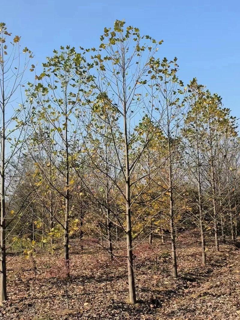 连香树