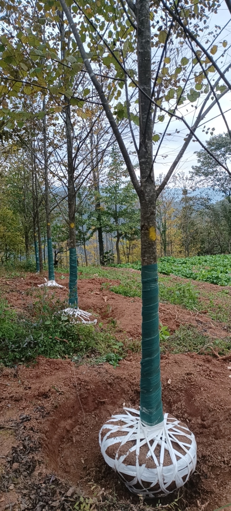 连香树