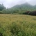 连香树
