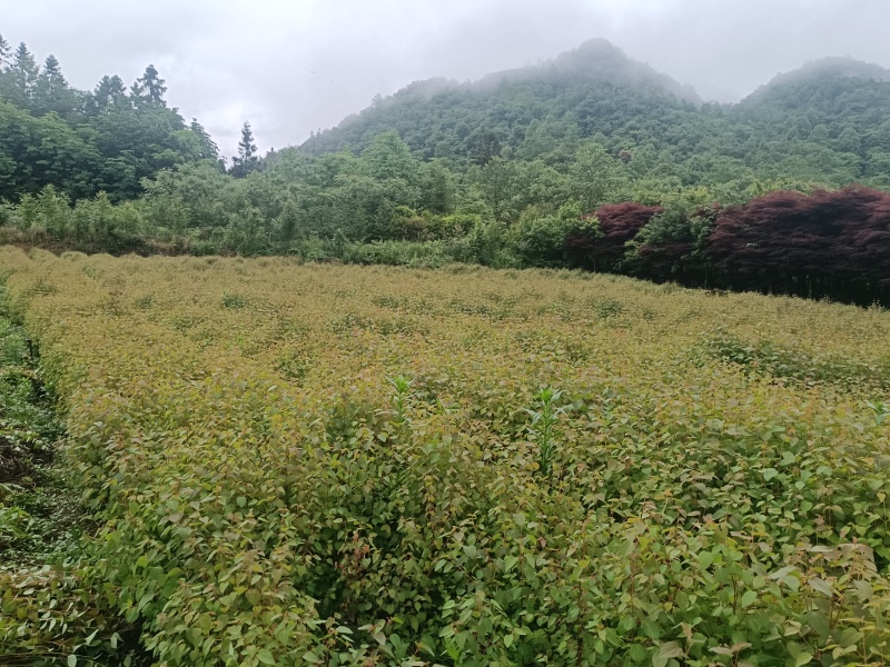 连香树
