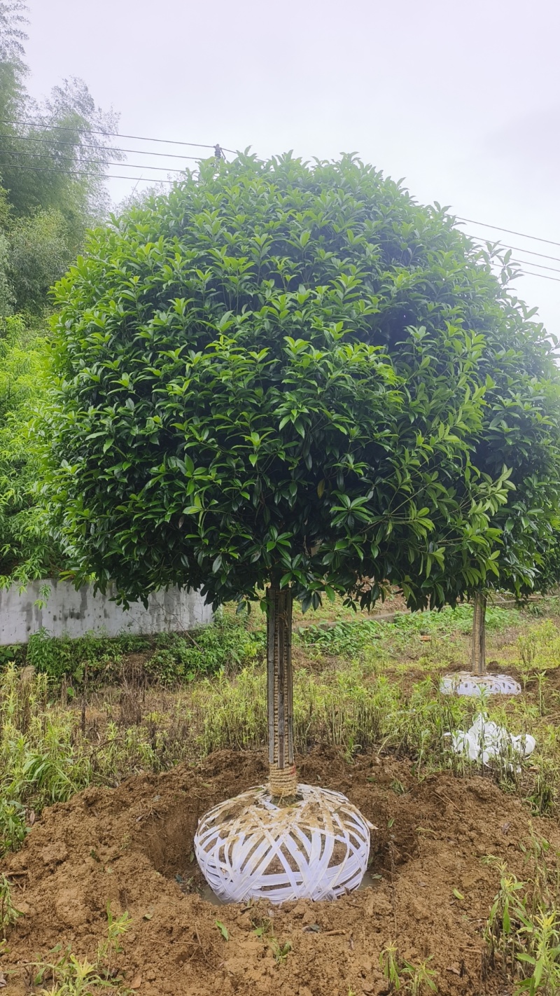 桂花