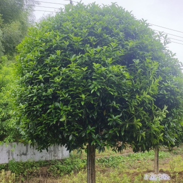 桂花