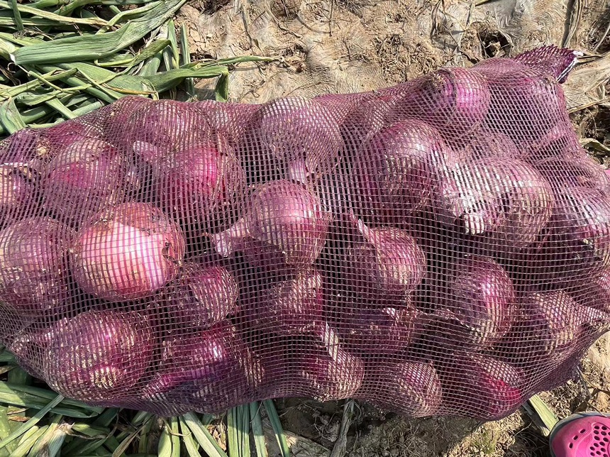 发芽洋葱与新鲜洋葱对比图