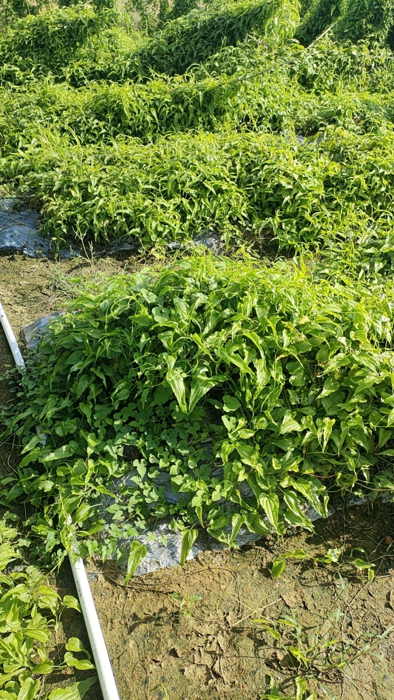 百部