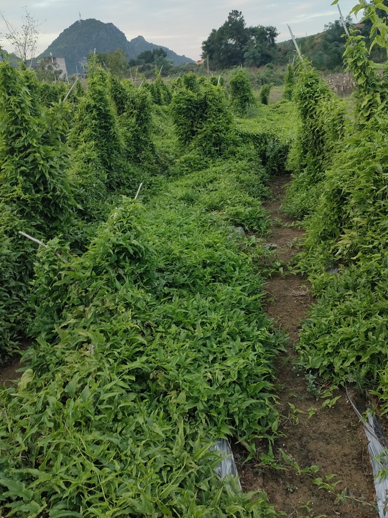百部