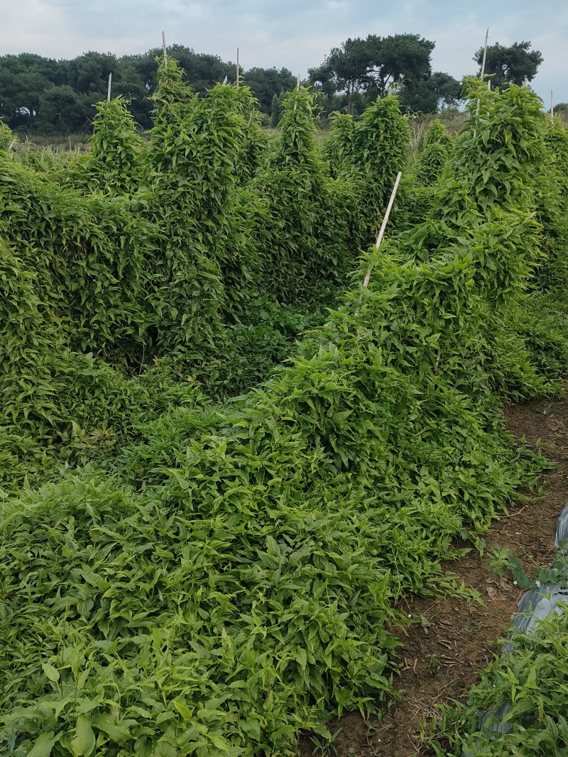 百部