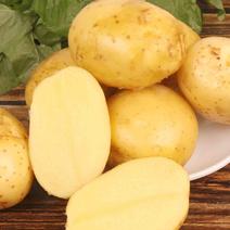 土豆，荷兰十五，黄心土豆，一手货源，产地供应，欢迎订购