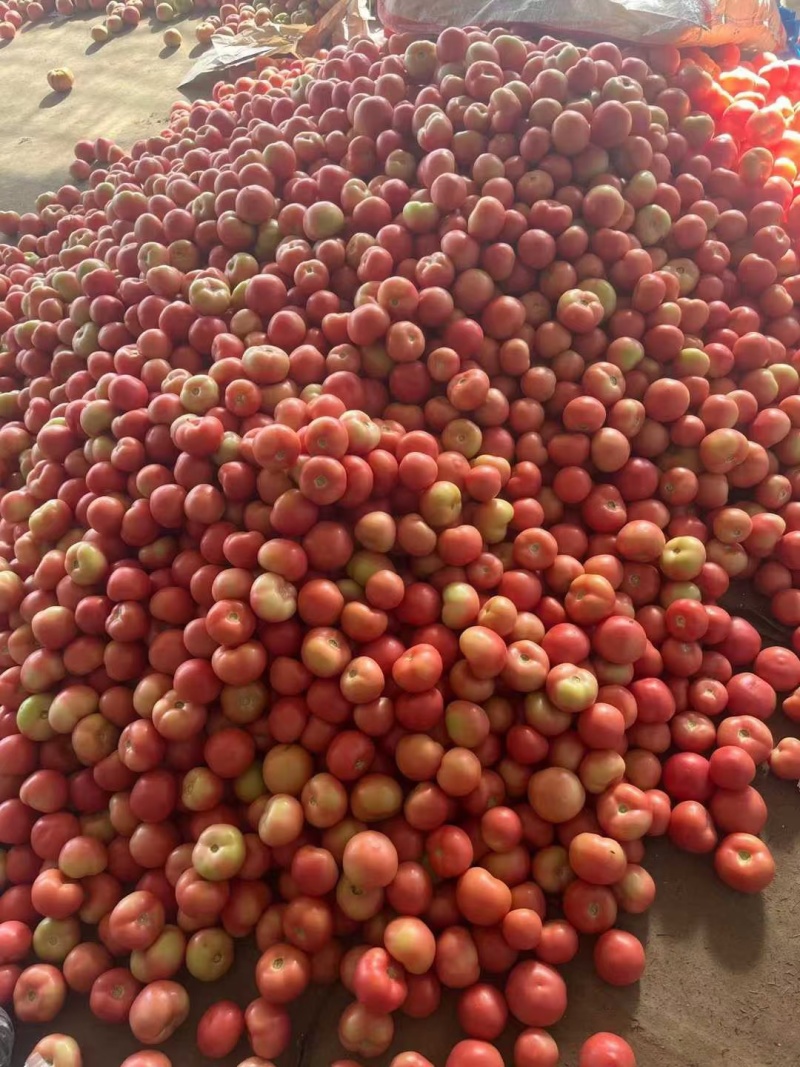 西红柿，硬粉西红柿，聊城产地货源充足产地直发