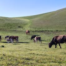 新疆草膘牛肉