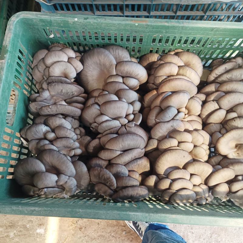 鲜平菇