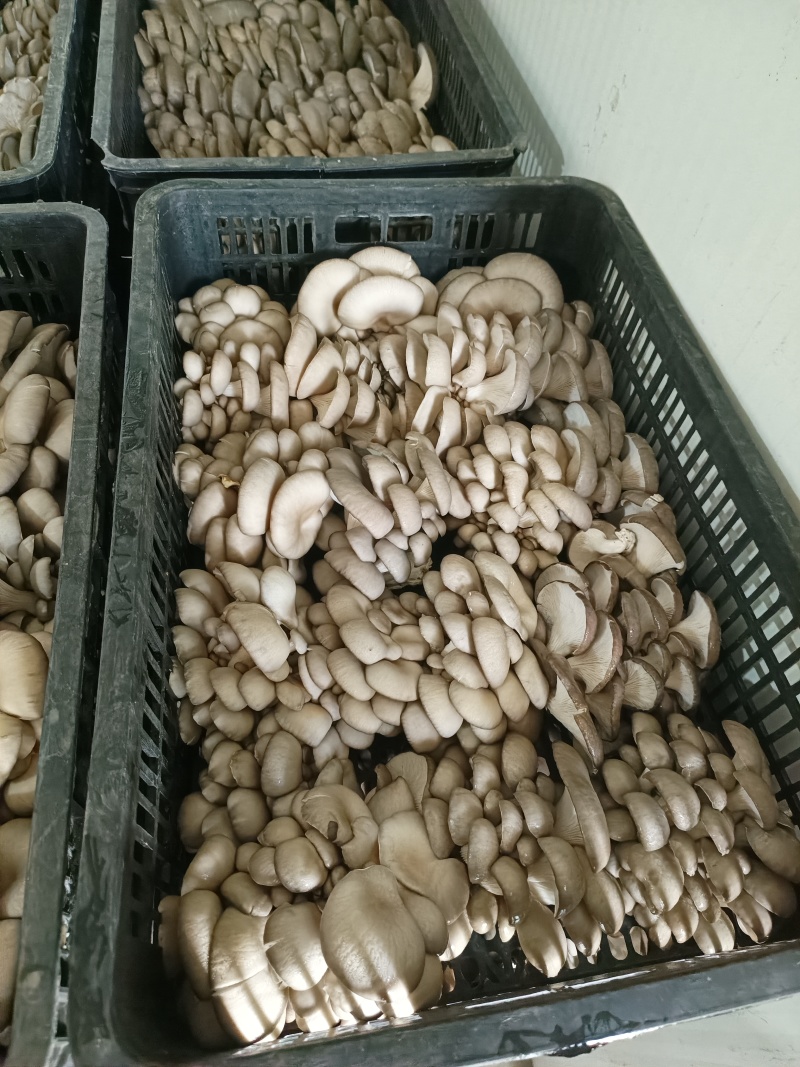 鲜平菇