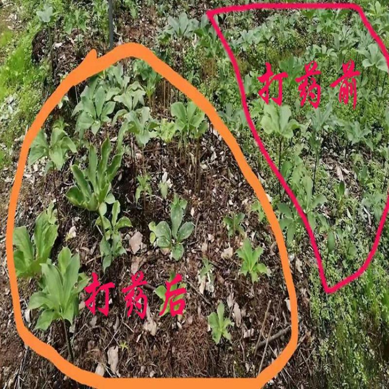 重楼专用量大从优重楼七叶一枝花