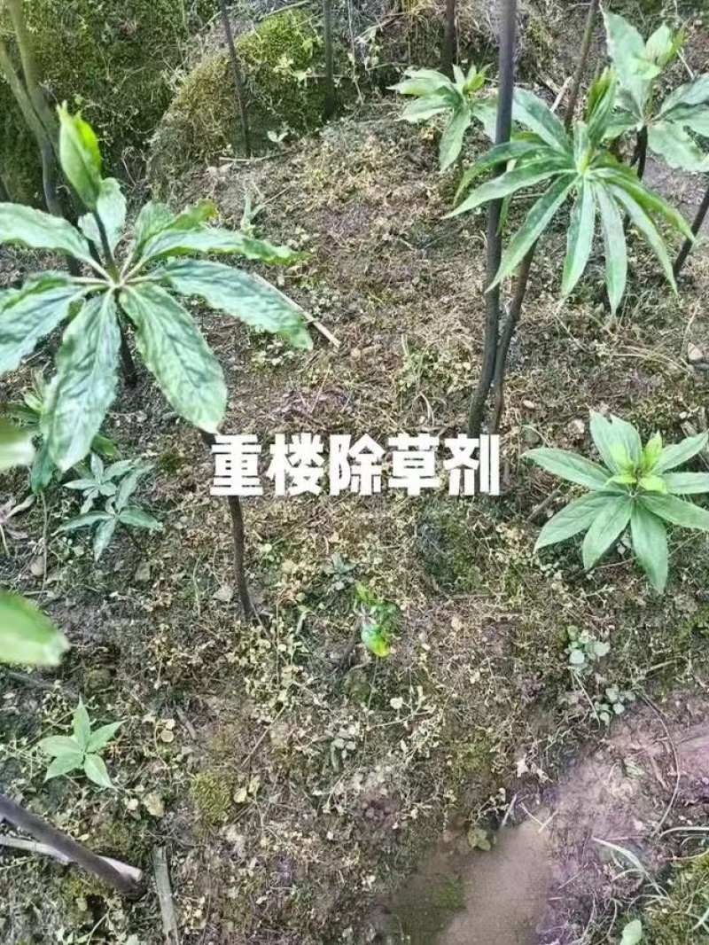 重楼专用量大从优重楼七叶一枝花