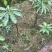 重楼专用量大从优重楼七叶一枝花