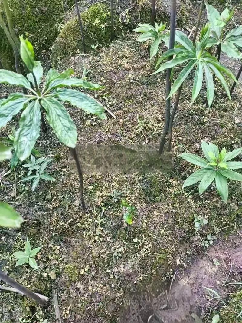 重楼专用量大从优重楼七叶一枝花