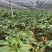 重楼专用量大从优重楼七叶一枝花
