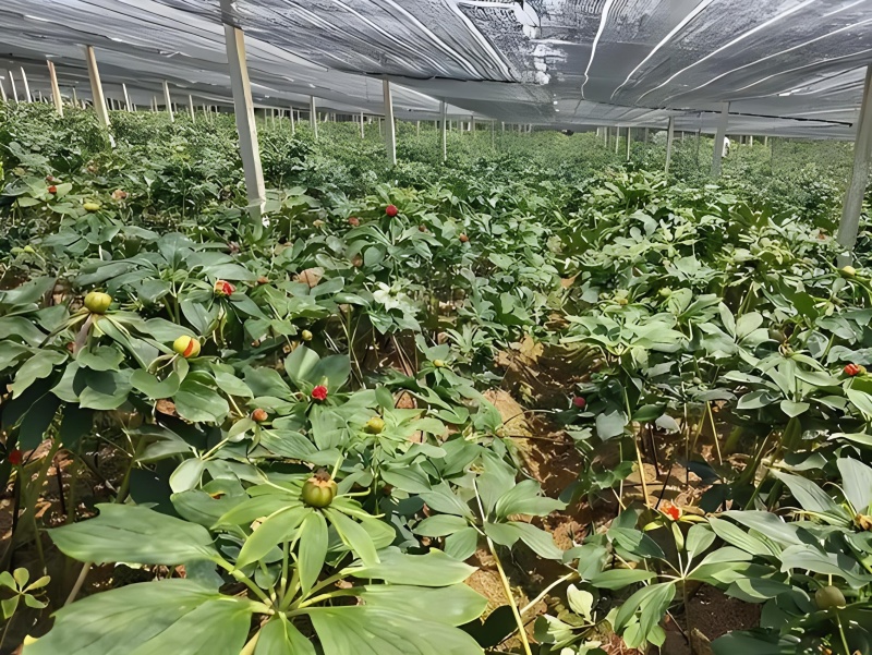重楼专用量大从优重楼七叶一枝花