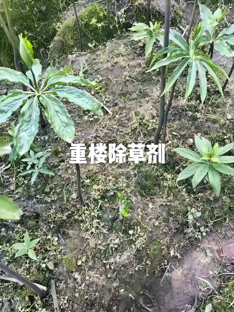 重楼专用量大从优重楼七叶一枝花