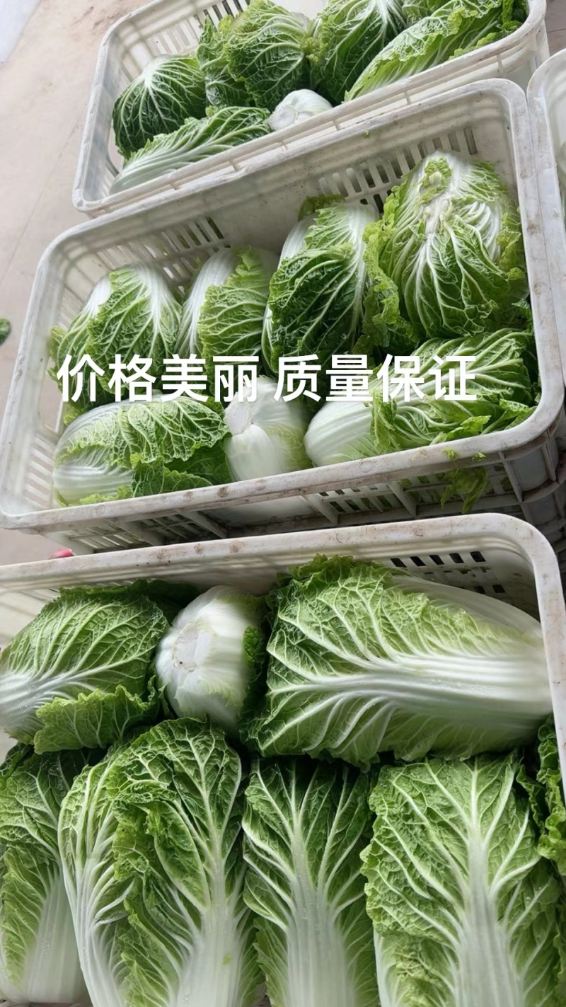 黄心白菜大量上市/大量供应/整车供应/