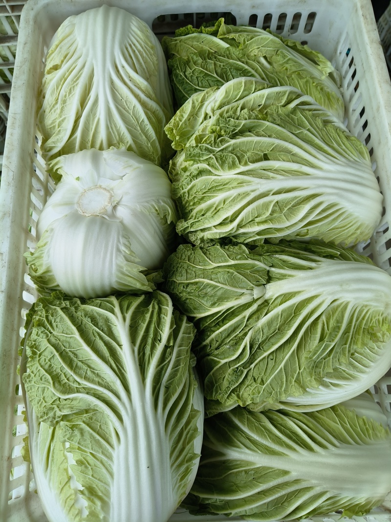 黄心白菜大量上市/大量供应/整车供应/