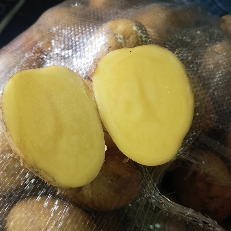 沃土黄心土豆产地大量有货，支持视频看货发货，保质保量。