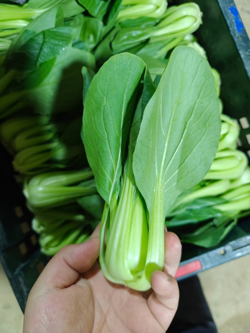 山东聊城精品小颗上海青，小油菜，一手货源，质量保证！