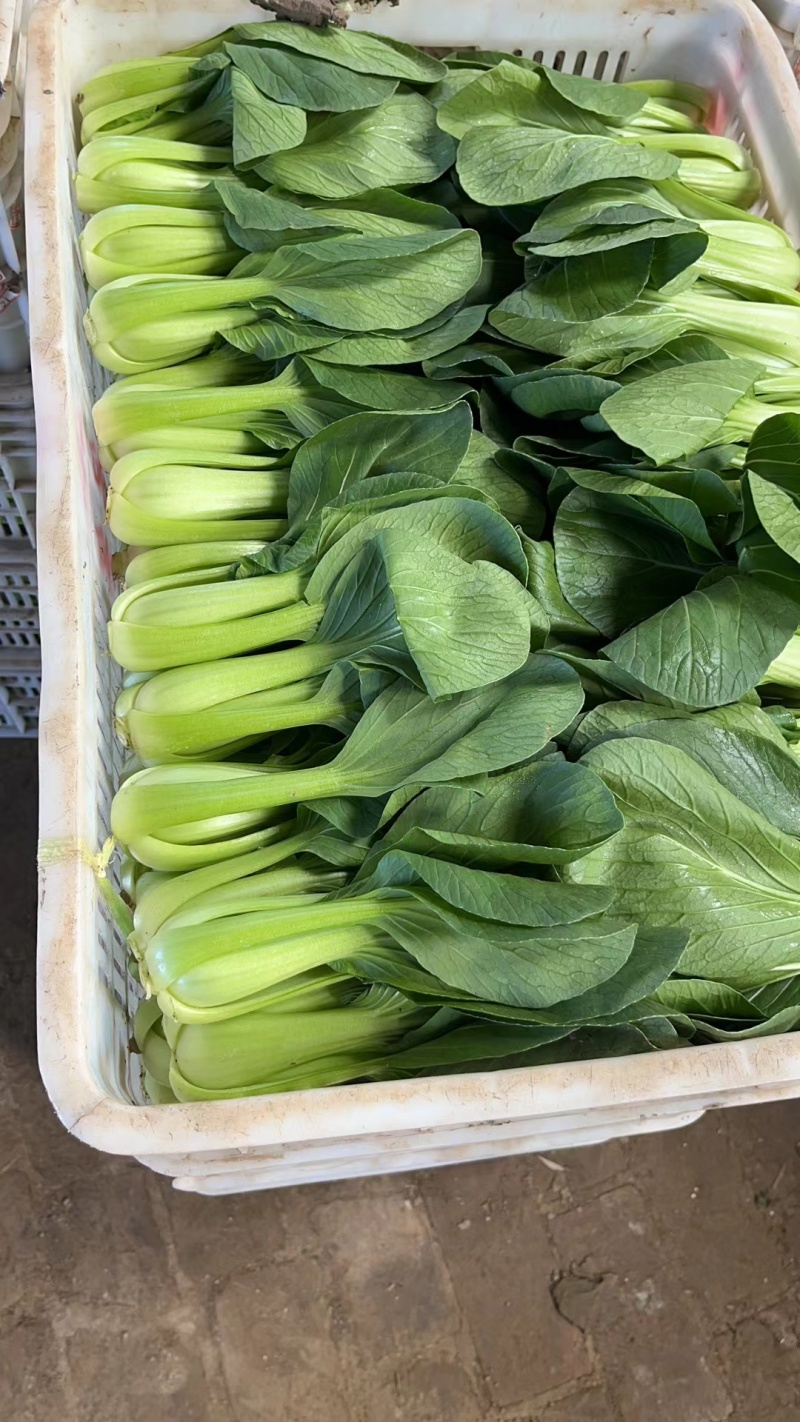 山东聊城精品小颗上海青，小油菜，一手货源，质量保证！