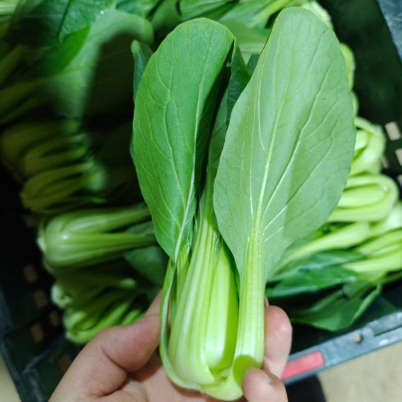 山东聊城精品小颗上海青，小油菜，一手货源，质量保证！