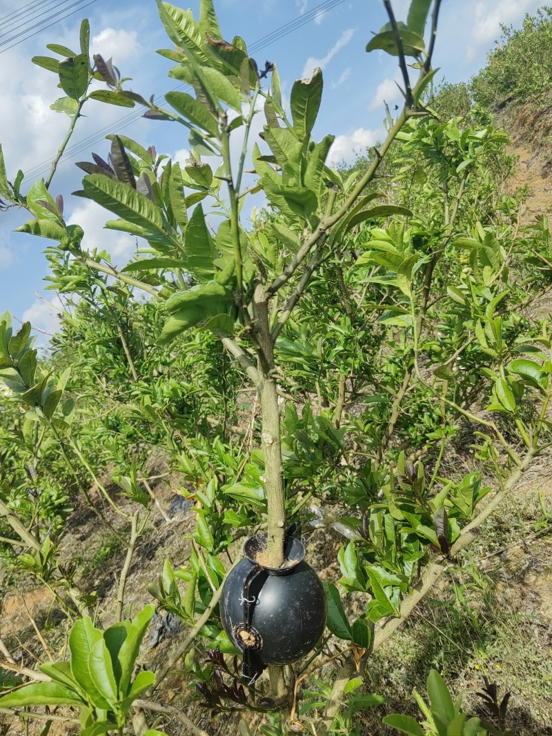 佛手苗高空压条苗次年就挂果