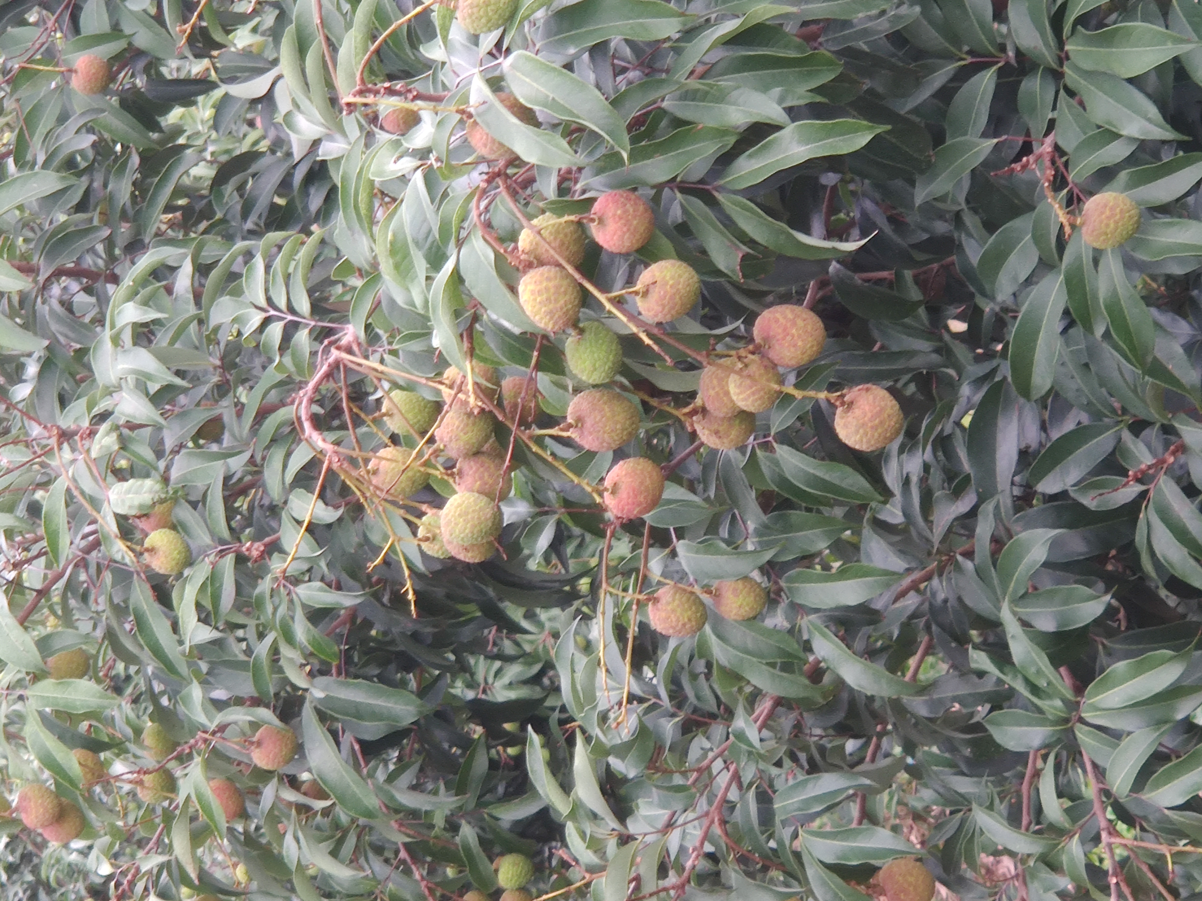 妃子笑荔枝果园
