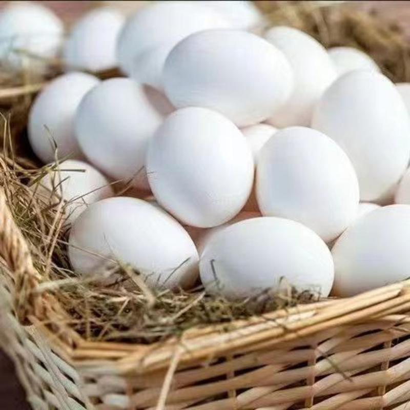 农村新鲜鸽子初生蛋孕妇儿童辅食农家散养批发高营养健康蛋信