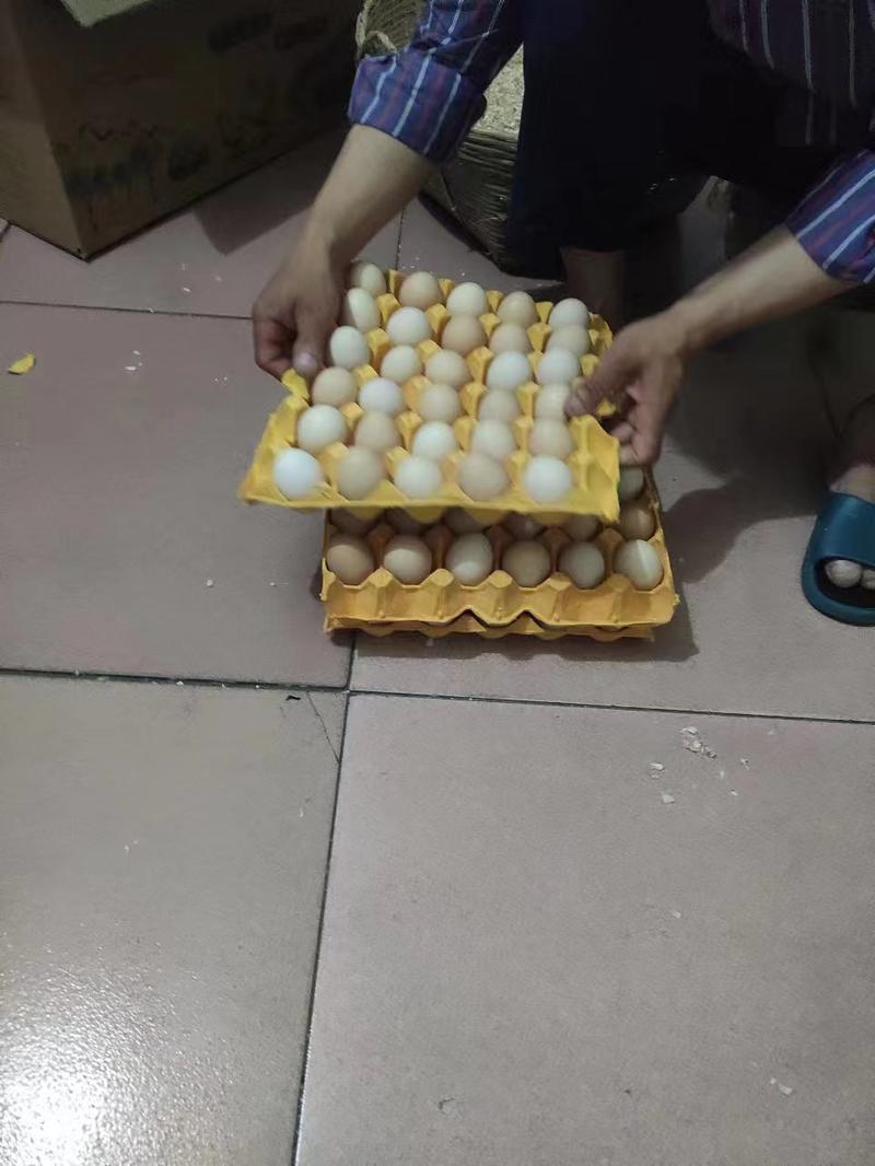 卖果圆散养鸡土鸡蛋，农村自己饲养可批发可零售发全国各地。
