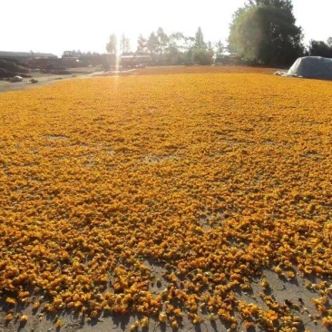 药厂用料金莲花药花大兴安岭金莲花内蒙金莲花产地发可开专票