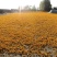 药厂用料金莲花药花大兴安岭金莲花内蒙金莲花产地发可开专票