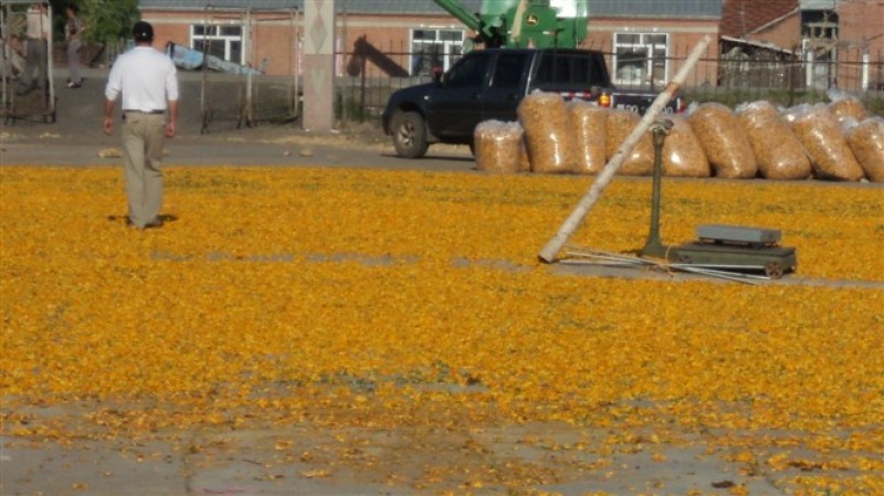 药厂用料金莲花药花大兴安岭金莲花内蒙金莲花产地发可开专票