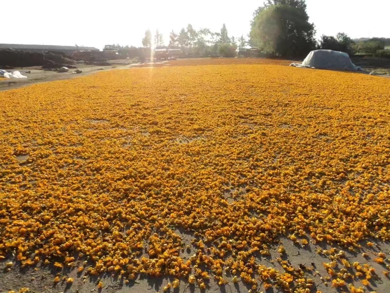 药厂用料金莲花药花大兴安岭金莲花内蒙金莲花产地发可开专票