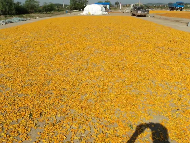 药厂用料金莲花药花大兴安岭金莲花内蒙金莲花产地发可开专票