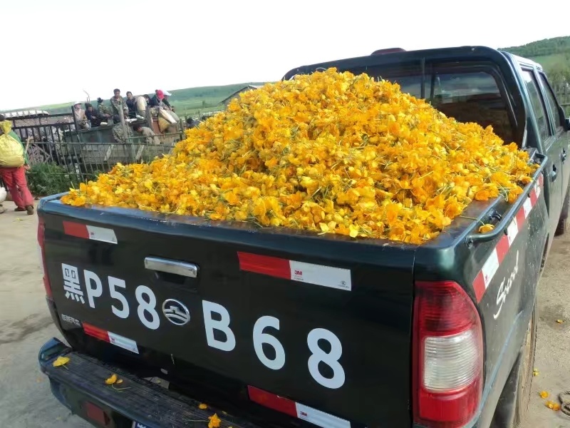 药厂用料金莲花药花大兴安岭金莲花内蒙金莲花产地发可开专票