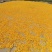 药厂用料金莲花药花大兴安岭金莲花内蒙金莲花产地发可开专票